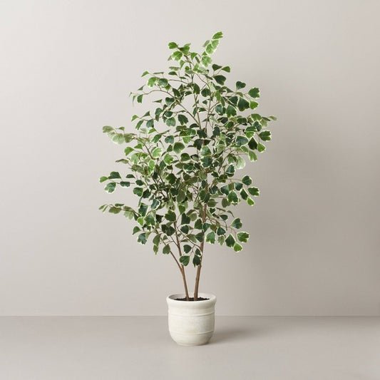 55" Faux Variegated Triangle Ficus Tree - Hearth & Hand with Magnolia